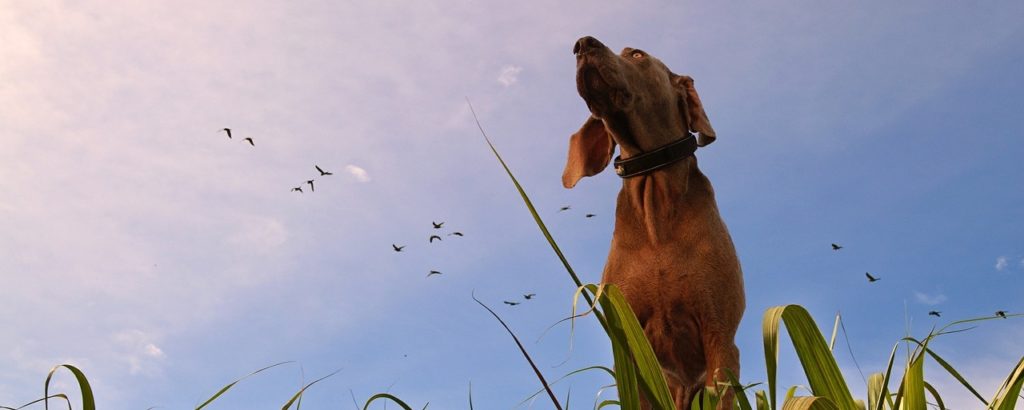 Basiskurse und Gruppen-Angebote - Welpen/Junghund/HAT/NHB