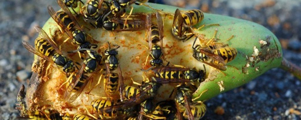 Wespen- und Schädlingsbekämpfung
